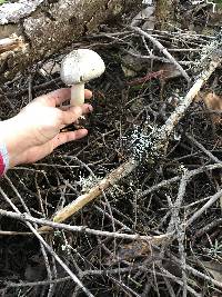 Agaricus buckmacadooi image