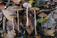 Entoloma hebes image