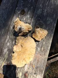 Hypomyces macrosporus image