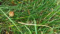 Psilocybe semilanceata image