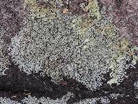 Physcia millegrana image