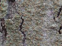 Lecanora louisianae image