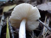 Lepiota subincarnata image