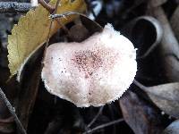 Lepiota subincarnata image