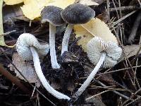 Pluteus thomsonii image