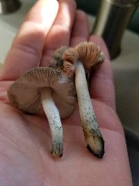 Pluteus americanus image