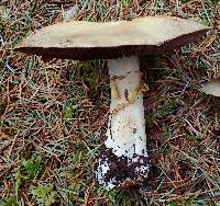 Agaricus crocodilinus image