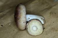 Russula vinacea image