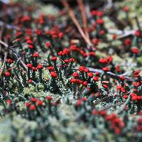 Cladonia didyma image