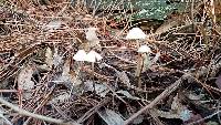 Mycena olivaceomarginata image