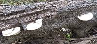 Trametes cubensis image