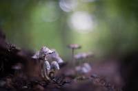 Coprinopsis variegata image