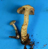 Clitocybe martiorum image