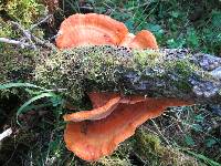 Laetiporus conifericola image