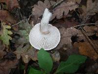 Hygrophorus persoonii image