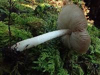 Pluteus exilis image