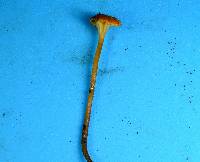 Hygrocybe turunda image