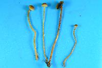 Hypholoma elongatum image