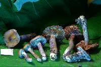 Dermocybe splendida image