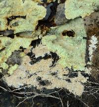 Steccherinum fimbriatum image
