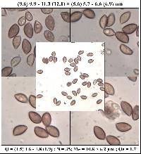 Hebeloma porphyrosporum image