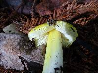 Hygrocybe acutoconica image