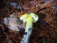 Hygrocybe acutoconica image