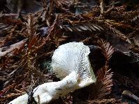 Cuphophyllus virgineus image