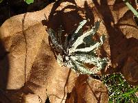 Ramalina canariensis image