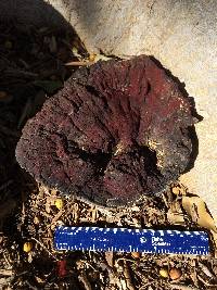 Ganoderma polychromum image