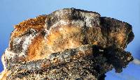 Bjerkandera adusta image