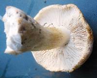 Tricholoma sulphurescens image