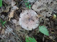 Russula cyanoxantha image