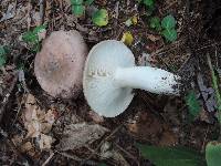 Russula cyanoxantha image