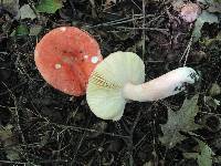 Russula corallina image