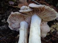 Entoloma subsaundersii image