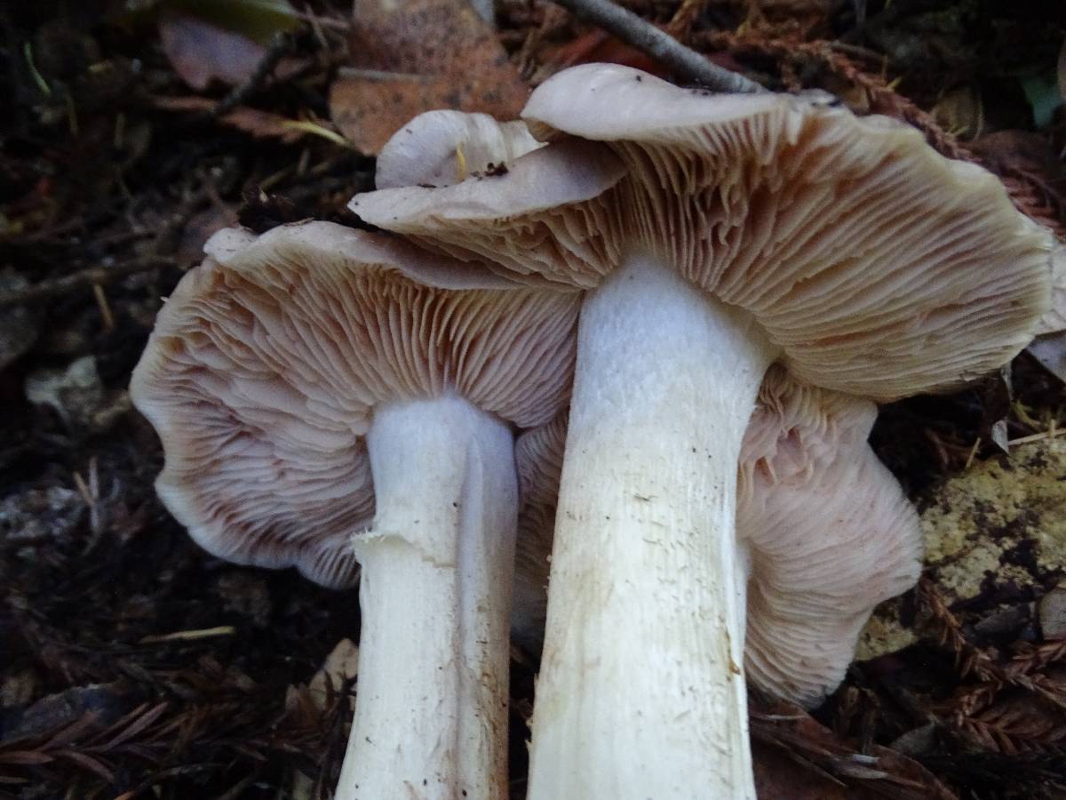 Entoloma subsaundersii image