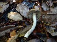 Inocybe rimosa image