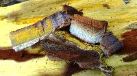 Inonotus andersonii image