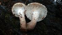 Armillaria gallica image