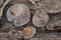 Mycena galericulata image