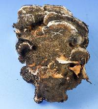 Bjerkandera adusta image