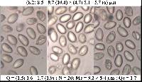 Hebeloma subtortum image