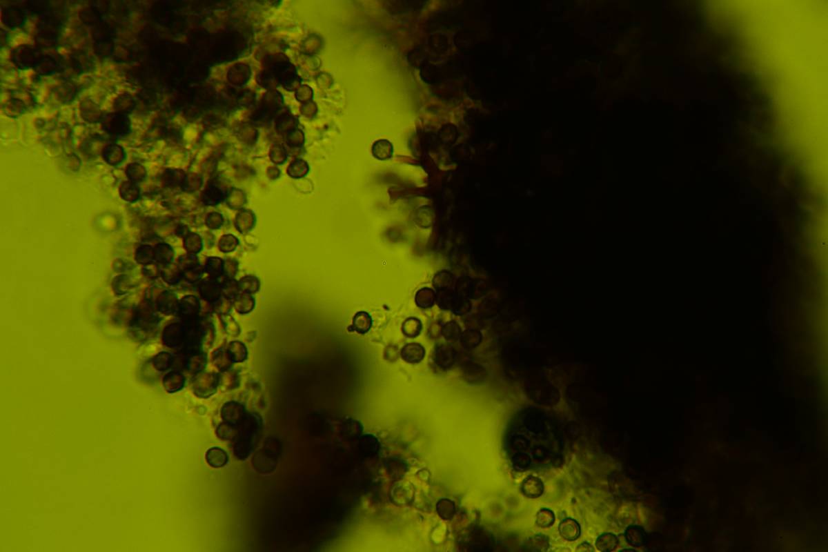 Dichostereum effuscatum image