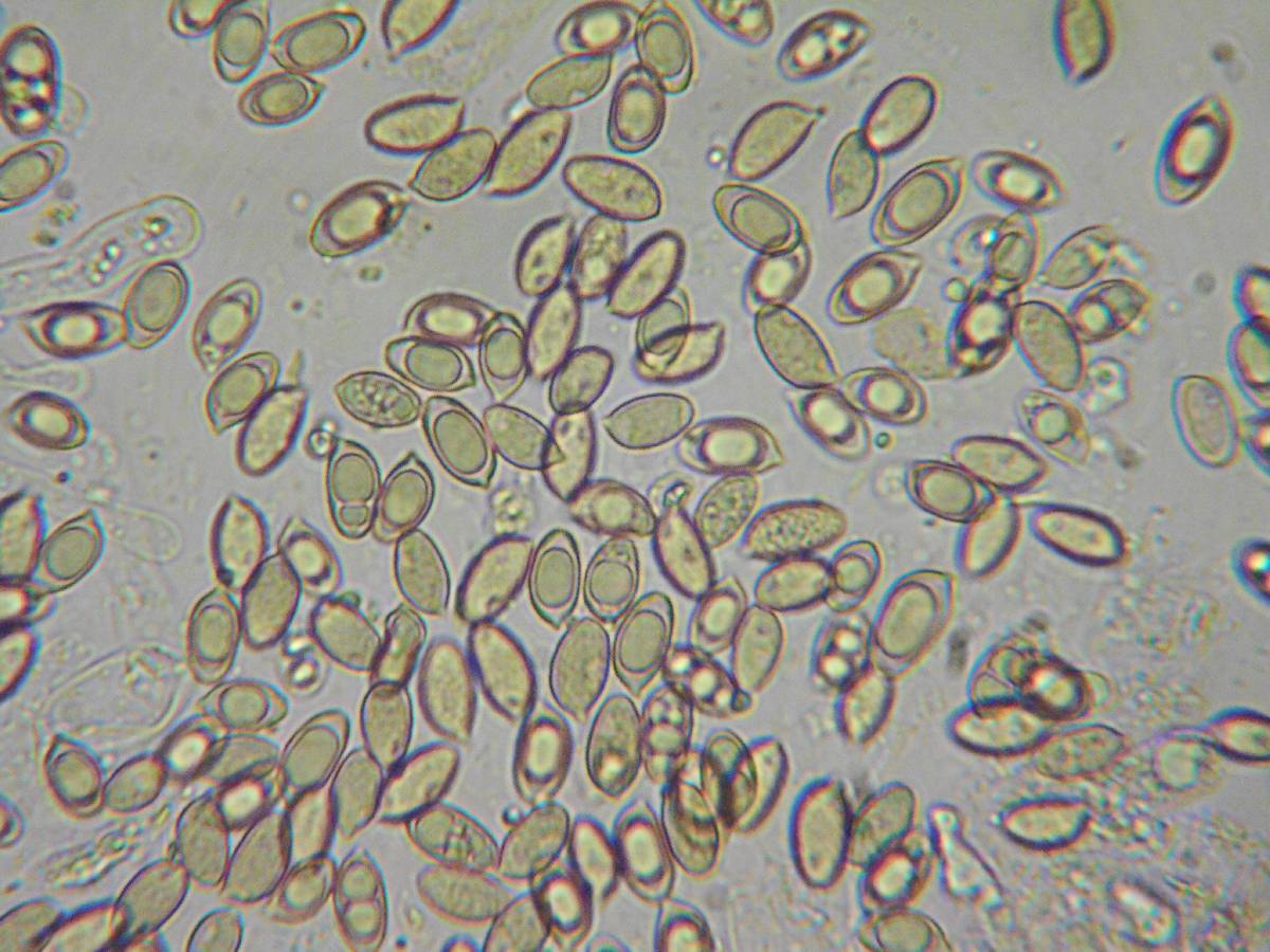 Hebeloma quercetorum image