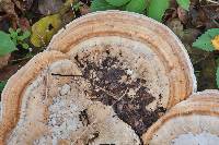 Trametes cubensis image