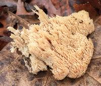 Sarcodontia pachyodon image