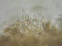 Galerina atkinsoniana image