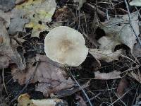 Lactarius fuliginosus image