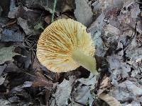 Lactarius croceus image